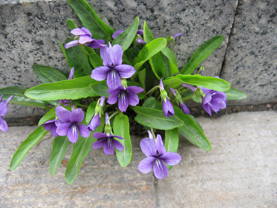 紫花地丁图片及其介绍 紫花地丁的图片是啥样子