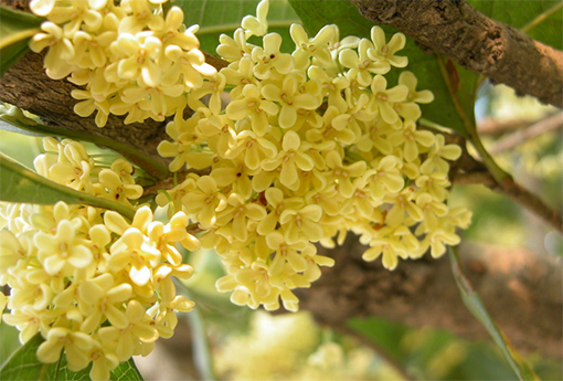 桂花（桂花树图片）