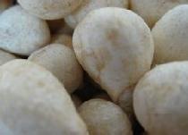 光慈菇的副作用是什么（光慈菇、山慈菇含有哪种有毒成分?）