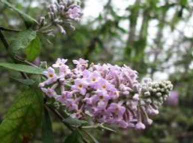 密蒙花别名是什么呢（密蒙花学名）