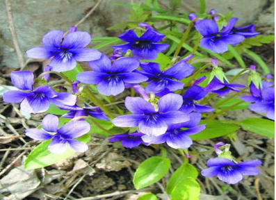 紫花地丁是什么功效的药材呢 紫花地丁是什么功效的药材呢图片