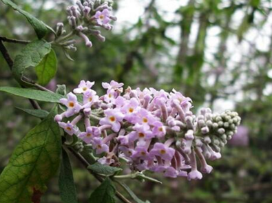 密蒙花是什么样的（密蒙花百度百科）