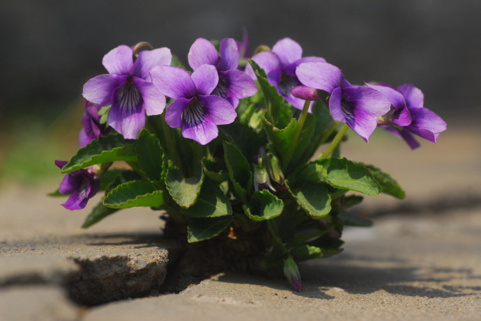 紫花地丁的别名都有哪些呢 紫花地丁的别名是什么