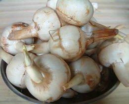 光慈菇的人工种植有什么要求 光慈菇种植基地