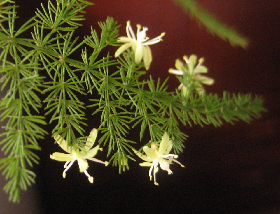 文竹花图片及文竹详情（文竹植物图片）