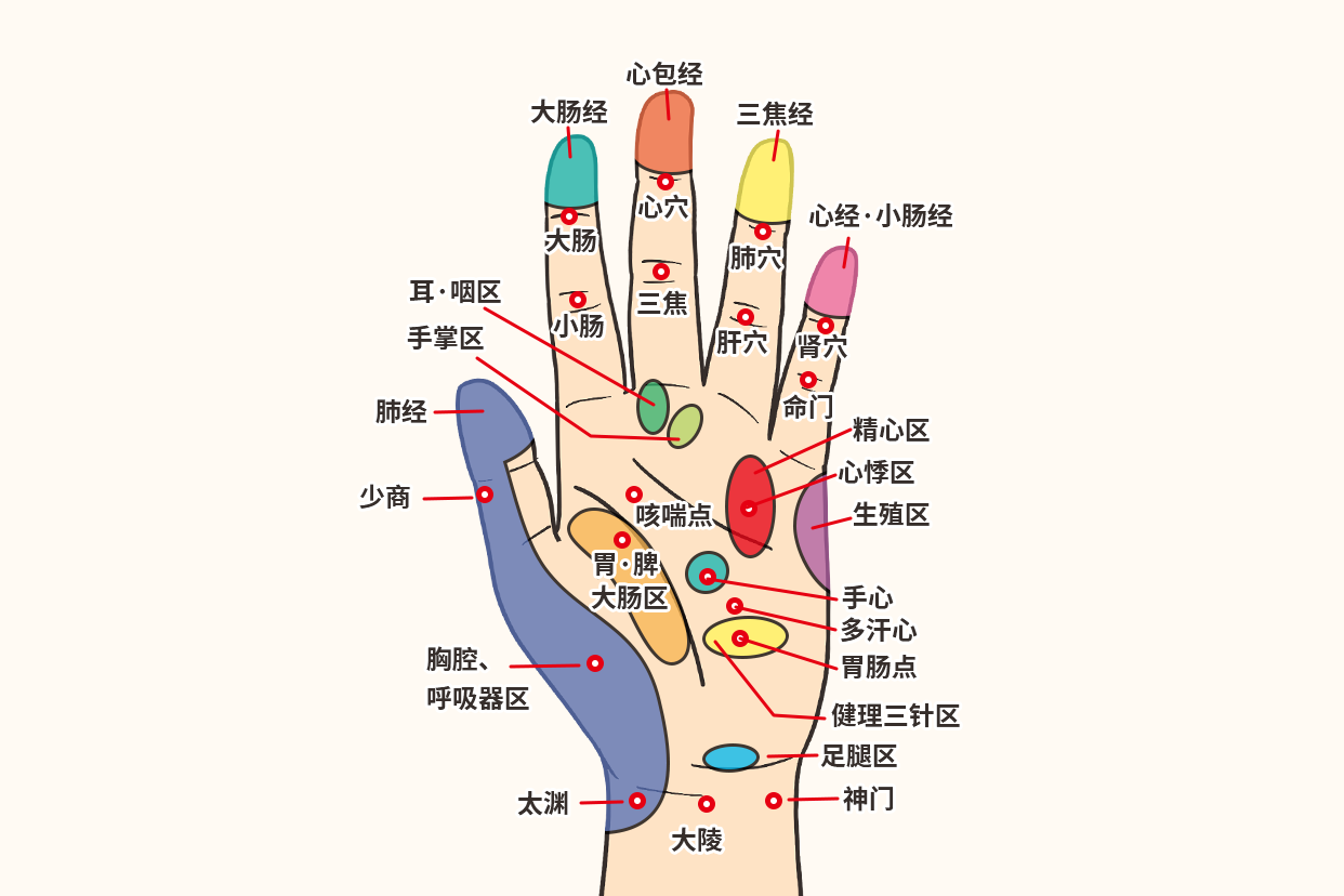 手的经络和反射区图 手背的部位图解上经络反射区图