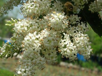 密蒙花女贞子分别是什么（密蒙花药材）