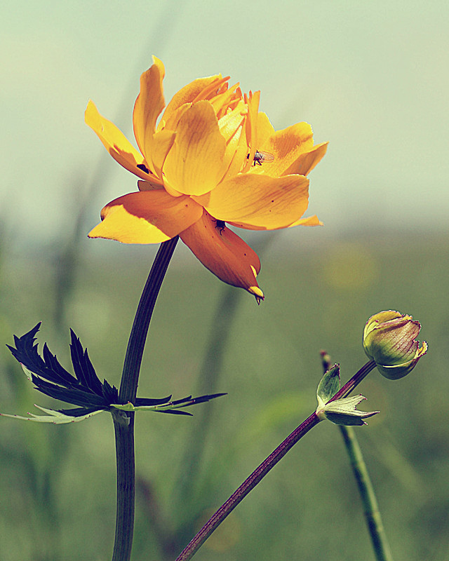 金莲花与金银花的区别 金莲花与金银花的区别和功效