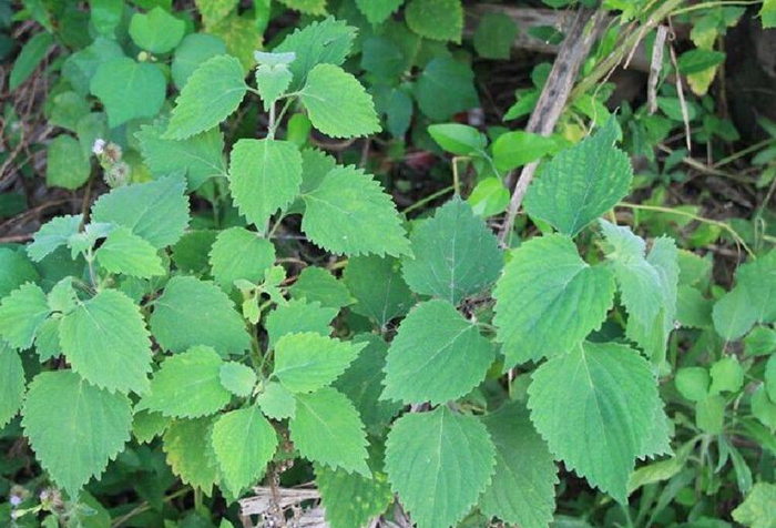 防风草图片 植物大战僵尸防风草图片