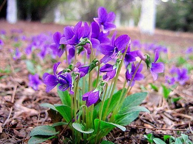 紫花地丁食用方法是什么呢 紫花地丁的食用方法