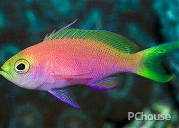 宝石鱼的品种介绍 红宝石鱼品种