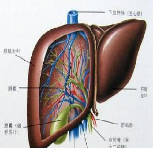 肝硬化传染吗（肝硬化传染吗怎么传染）