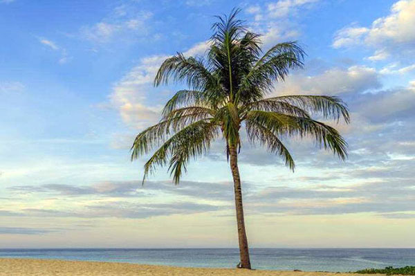 仿真椰子树的好处有哪些（仿真椰子树的好处有哪些图片）