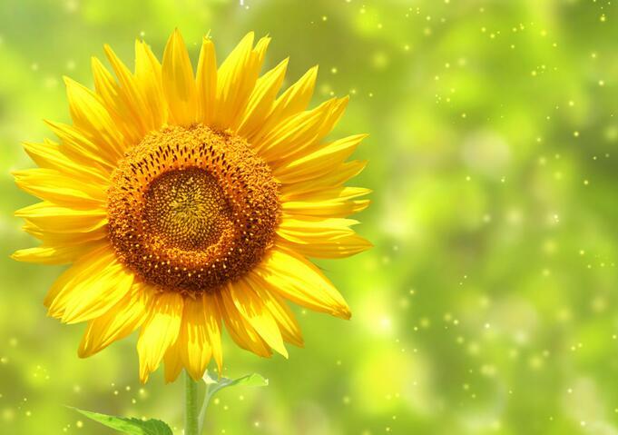 向日葵花语是什么，有什么象征意义 向日葵花的花语和寓意