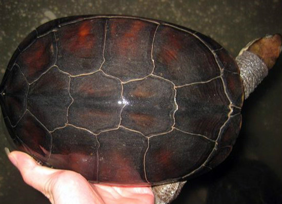 越南石龟的养殖方法，你都清楚么 越南石龟怎么养