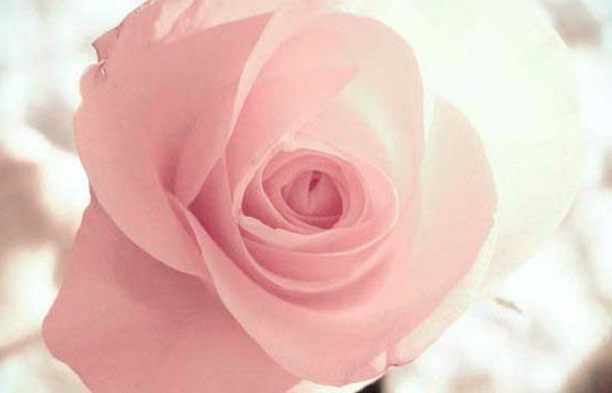 了解粉玫瑰花语，表达你真正的心意 了解粉玫瑰花语,表达你真正的心意英语