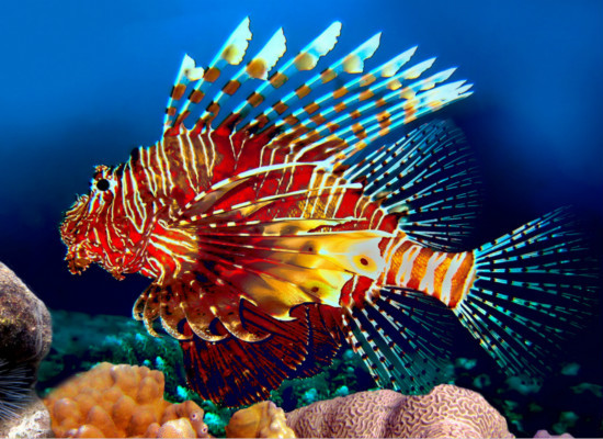 常见的热带鱼种类，你都认识么 常见的热带鱼品种