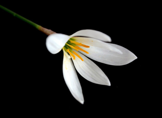 白花葱兰的种植技巧，你都掌握了么 白花葱兰生长特性