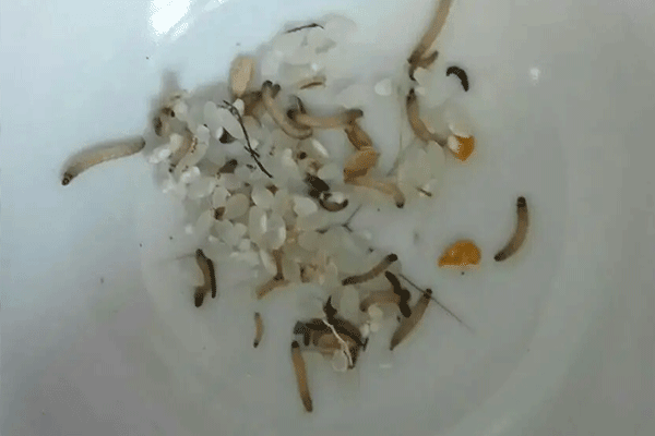 如何预防米虫（如何预防米虫的生长）
