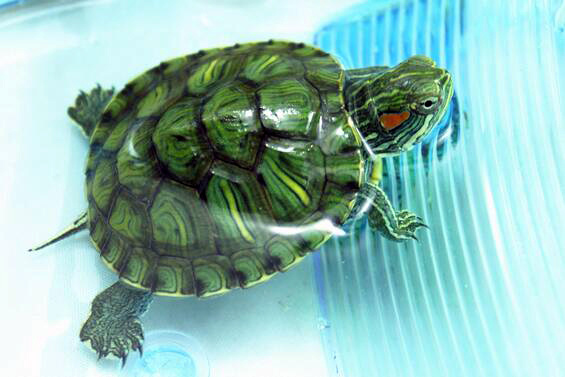 巴西彩龟，丰富你的生活 巴西彩龟的养法