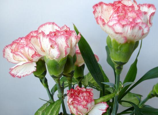 康乃馨的花语——诠释爱与尊敬 康乃馨的花语有哪些