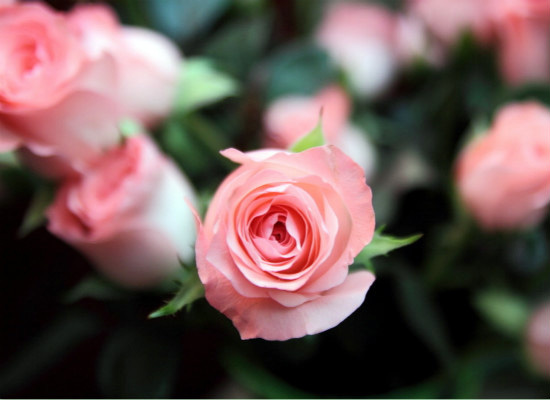 粉玫瑰的花语，表达*纯真的爱恋 粉玫瑰花花语和寓意表