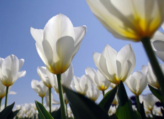 白色郁金香的花语，你都造么（白色郁金香花的寓意）