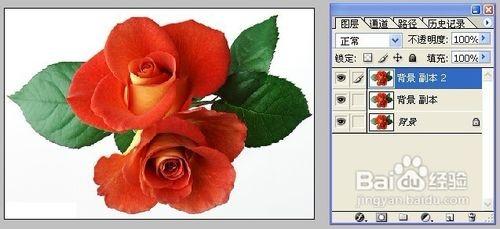 怎样用Photoshop制作彩色玫瑰 ps如何画玫瑰花