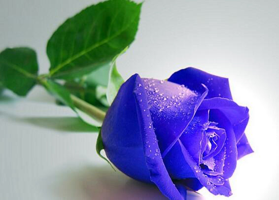 紫玫瑰花语羽传说，凄美而动人（紫玫瑰花花语是什么?）
