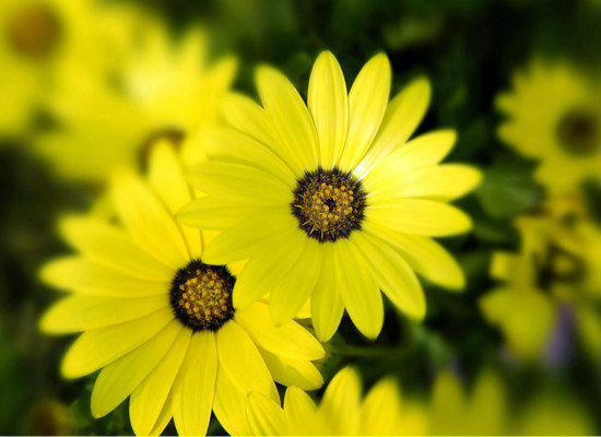 太阳花的象征意义是什么 太阳花的象征意义是什么 又有何寓意?