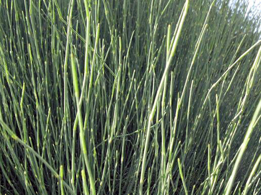 麻黄草作用介绍，麻黄草图片欣赏 麻黄草的功效与作用点