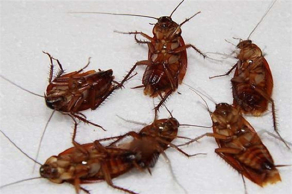 家里有蟑螂是什么原因造成的 房间有蟑螂怎么才能彻底清除