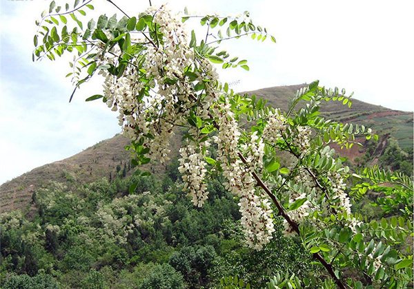 洋槐花怎么吃?洋槐花的功效与作用