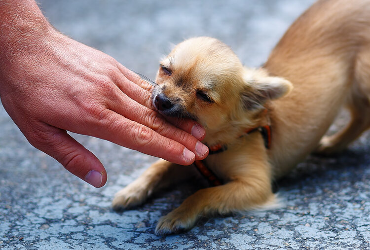 世界狂犬病日：一旦发病死亡率100%，这几种情况一定要打疫苗