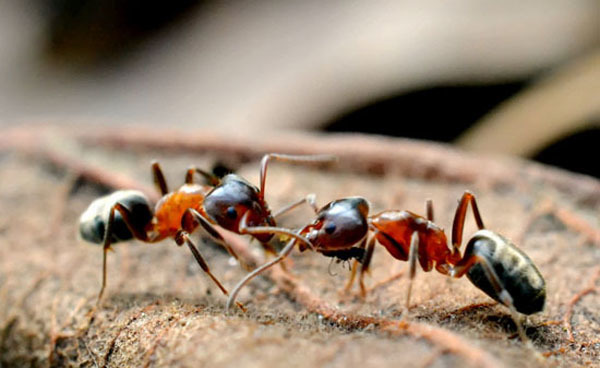 家里有蚂蚁怎么办 家里有蚂蚁防治措施