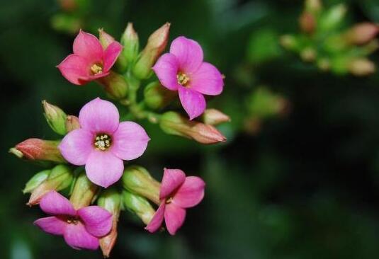 长春花花语是什么（长春花花语与传说）