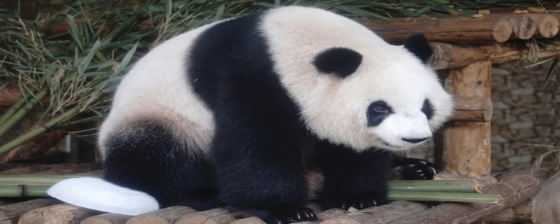 熊猫的谜语 熊猫的谜语怎么写的