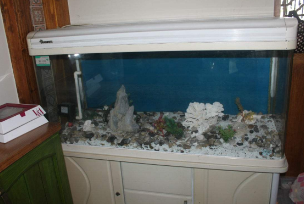 挂壁式鱼缸适合养什么鱼 挂壁式鱼缸的清洗步骤