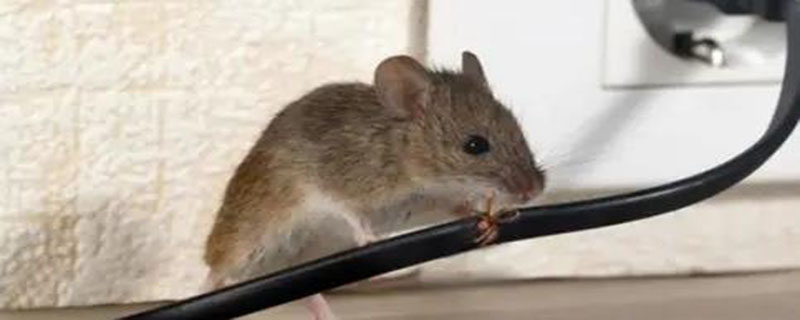 房间里有老鼠用什么方法可以解决 驱赶老鼠最简单实用的办法