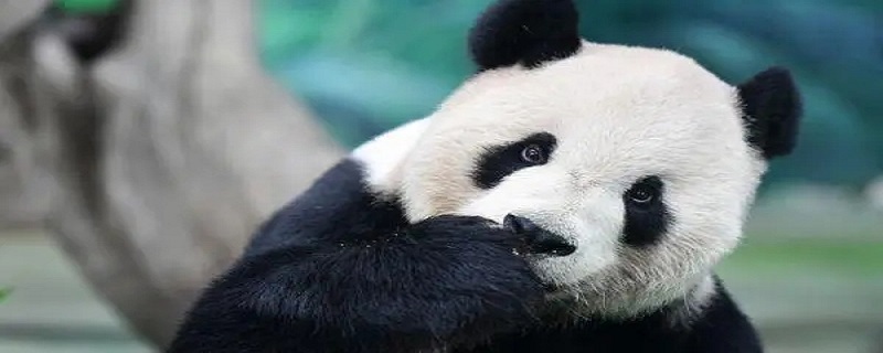 大熊猫类别有哪些（大熊猫的类别有哪些?）