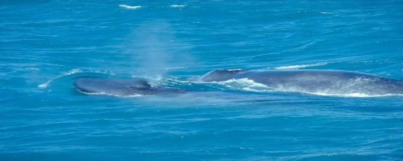 蓝鲸有多长（一条蓝鲸有多长）