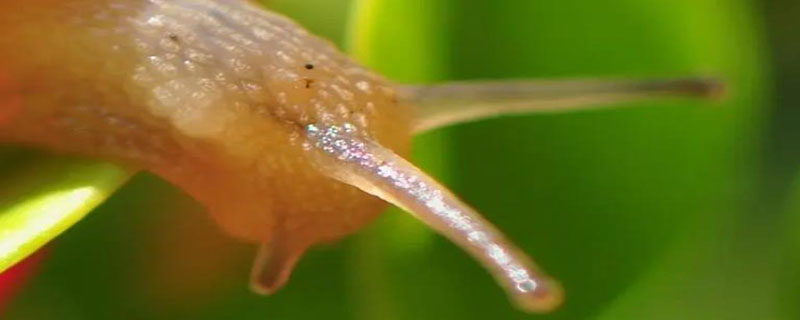 触碰蜗牛的触角蜗牛会有什么反应（触碰蜗牛的足蜗牛会怎么样）