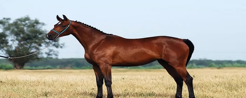马的外貌特点描写 马的外貌特点描写一年级