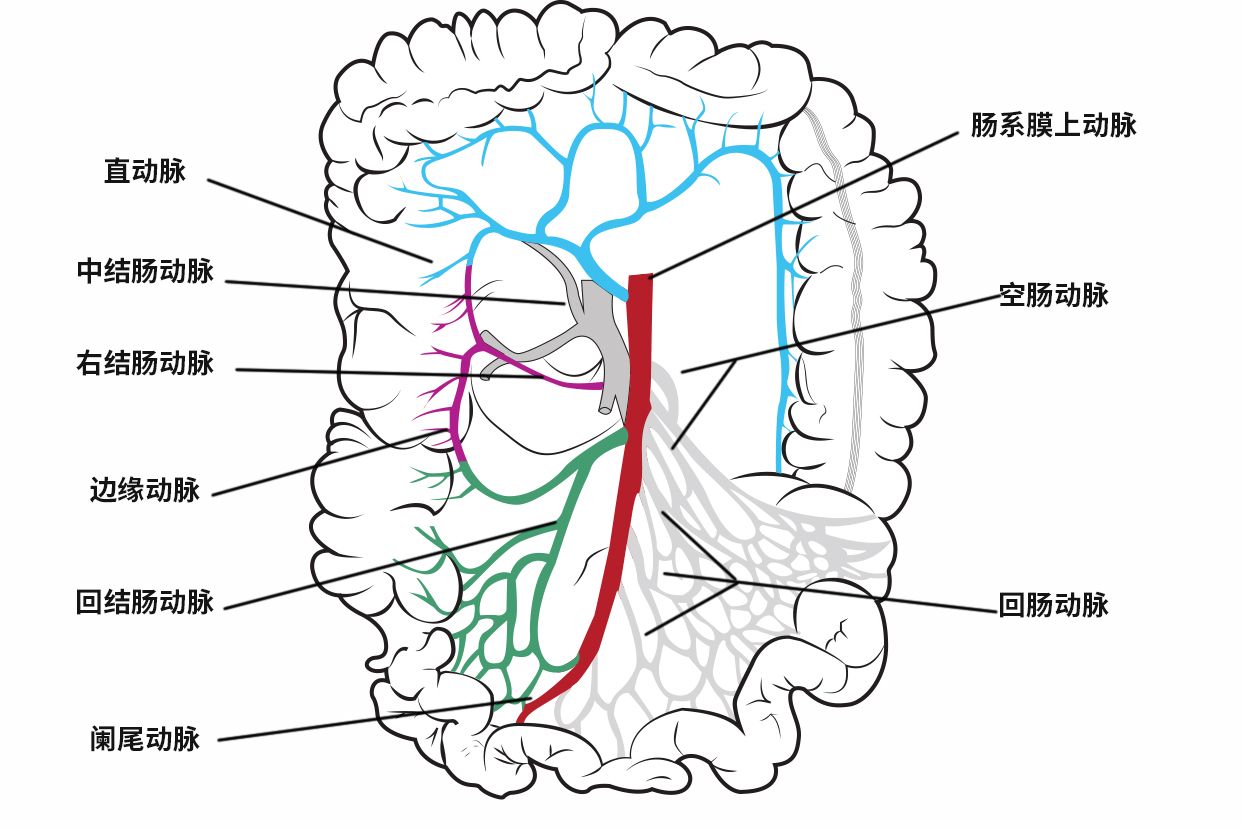 肠道血管分布图（大肠的血管分布图）