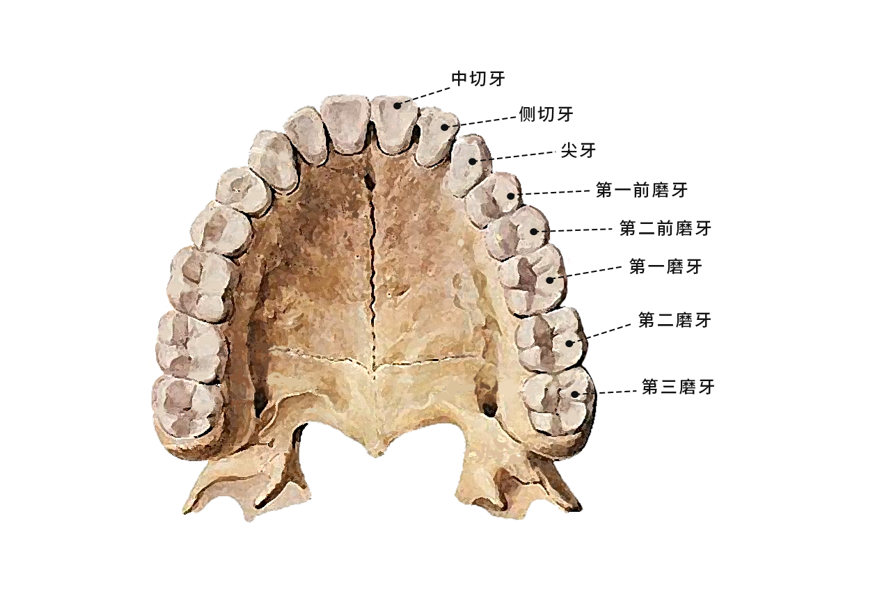 后牙轮廓图（牙齿轮廓结构图）