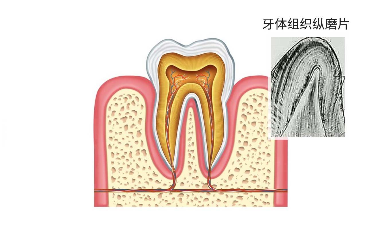牙体组织纵磨片绘图（牙齿纵磨片画图）
