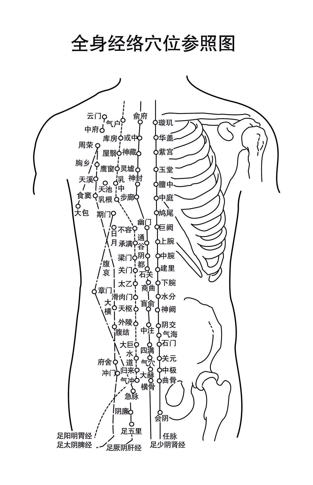 胸部筋络图（胸口的经络图）