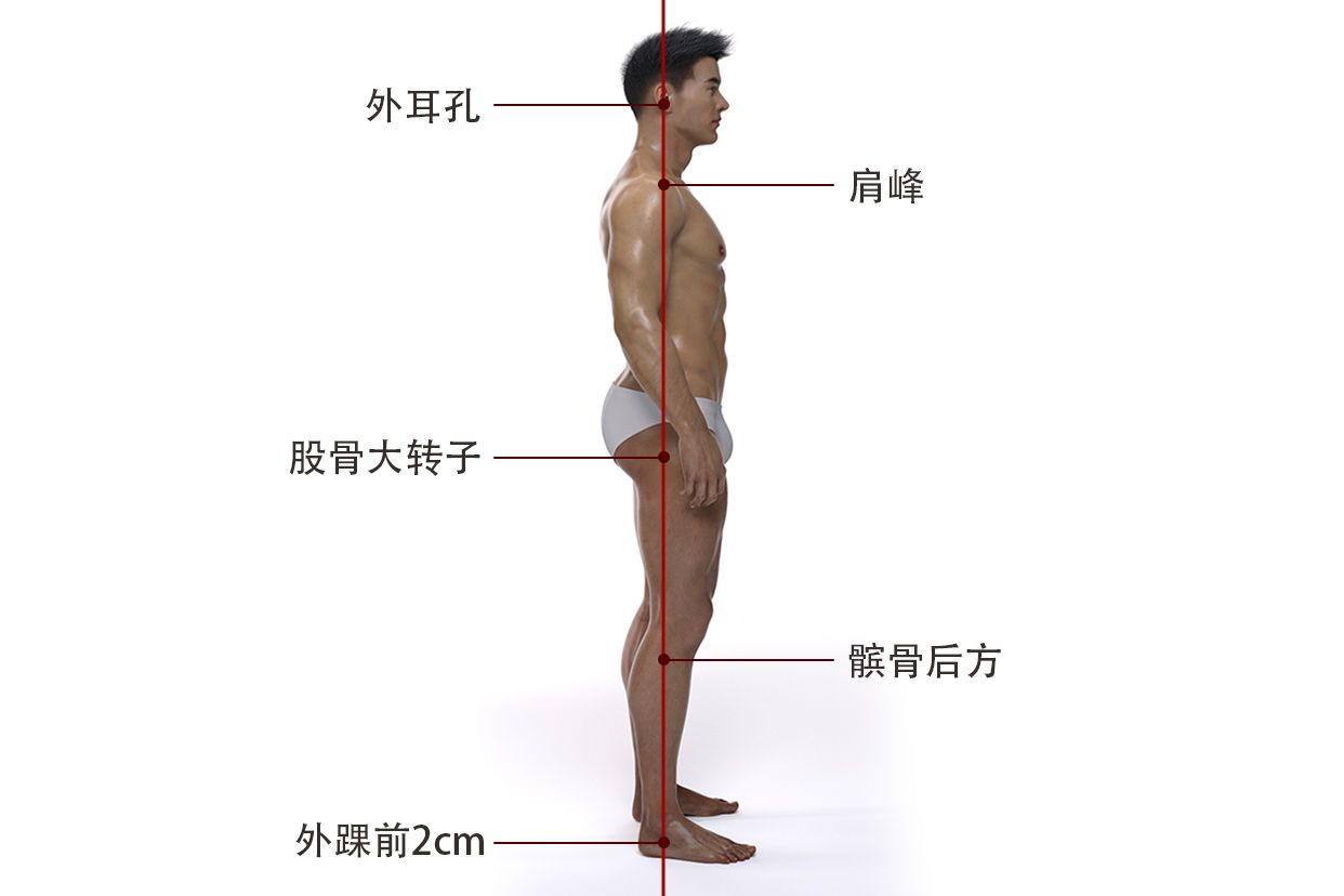 人体正常力线图示 人体力线示意图