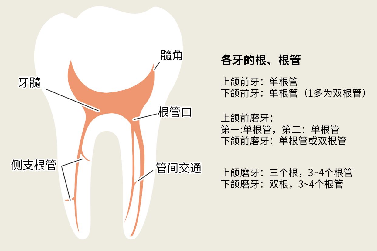 后牙一般几个根管图片 后牙有多少个根管