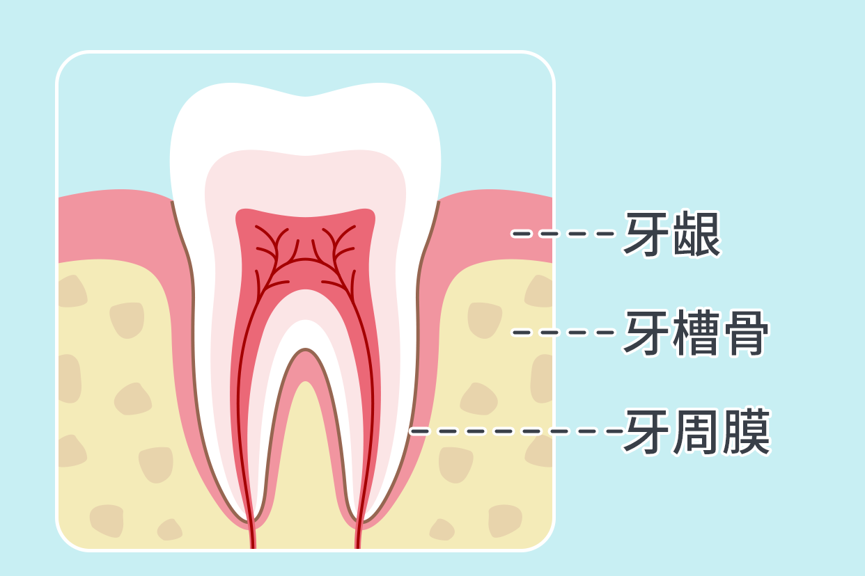 牙周组织解剖图 牙周组织解剖图解